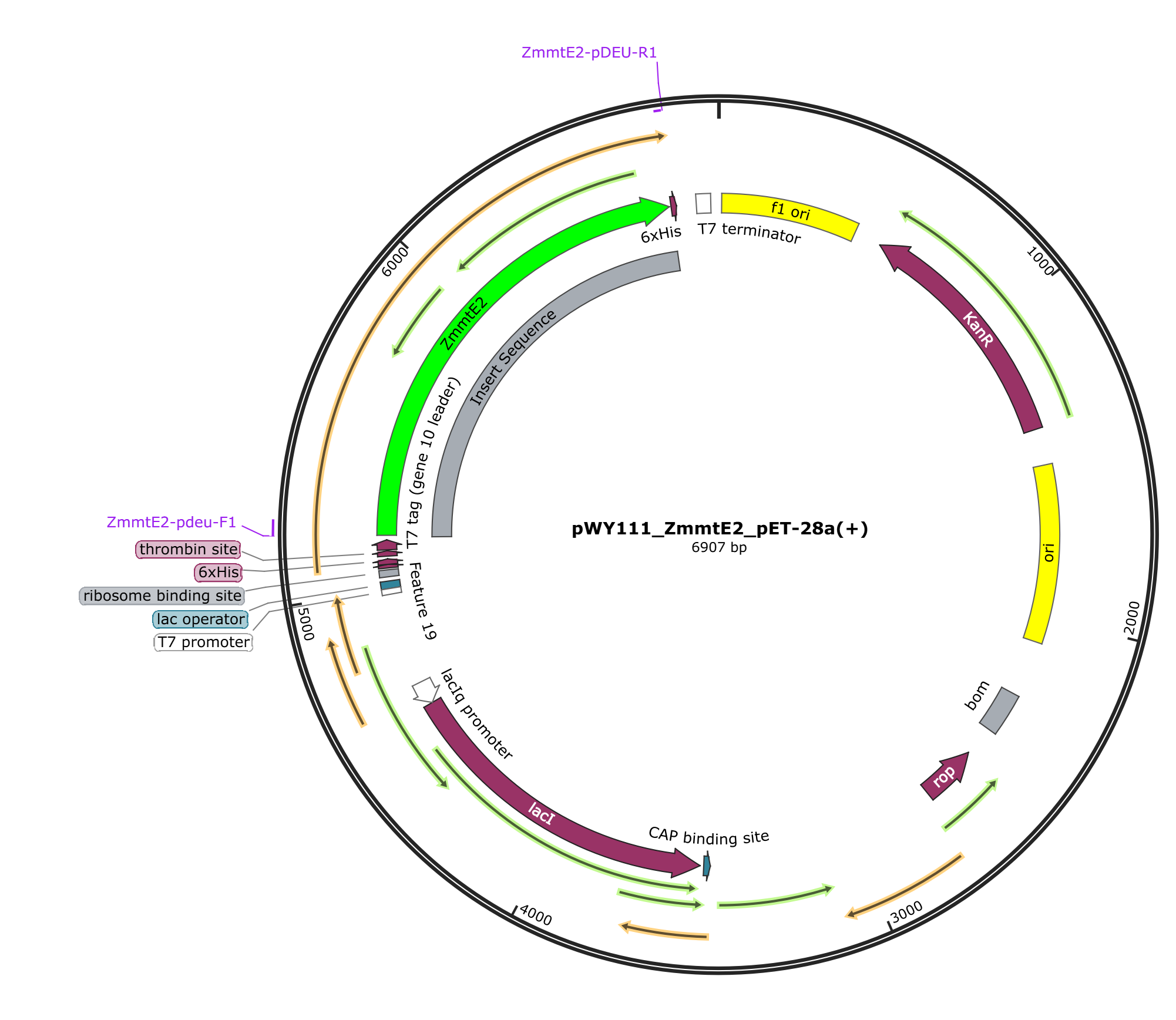 pWY111 pET28a_ZmmtE2载体图谱.png